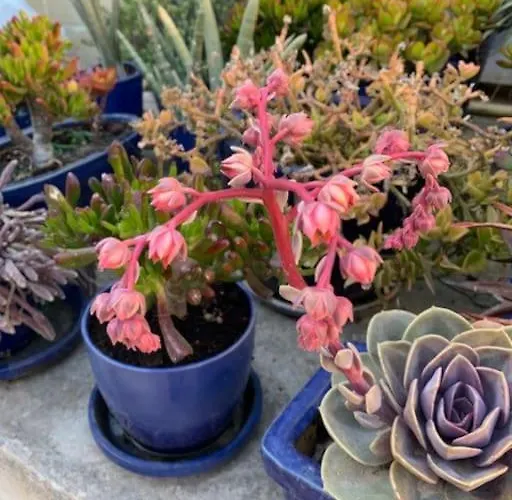 Dar Dragun: Luxury 3br Bright Spacious House & Pool Βίλα *